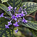Purple Counterpoint – Brooklyn Botanic Garden, New York, New York