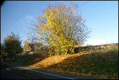 autumn on the roadside