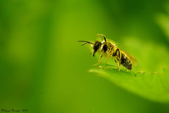 Le bonjour de l'abeille solitaire