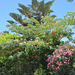 The Island of Tilos, Colorful Shrubs and Trees