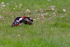 The resident woodpecker introducing its young to sunflower seeds