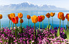 150422 tulipe Montreux