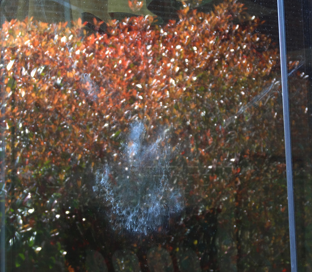 The ghost of a pigeon that crashed into my window