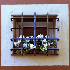 Boccadasse : piccola finestra nel centro storico -