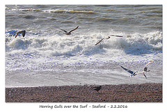 Herring Gulls over the surf - Seaford - 2.2.2016