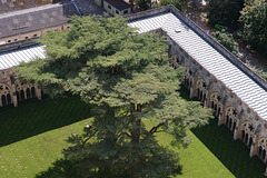 View Over Salisbury Cathedral Cloisters