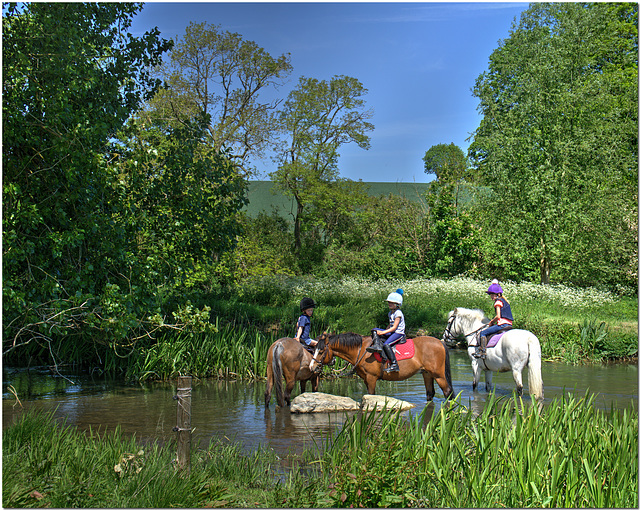 Ponies in the River Colne