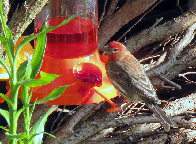 House finch at our feeder.