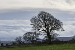 Whirlow Farm cloudscape with trees 1