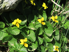 Pensée à deux fleurs (Viola biflora), Villar d'Arène, Briançonnais (France)