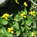 Pensée à deux fleurs (Viola biflora), Villar d'Arène, Briançonnais (France)