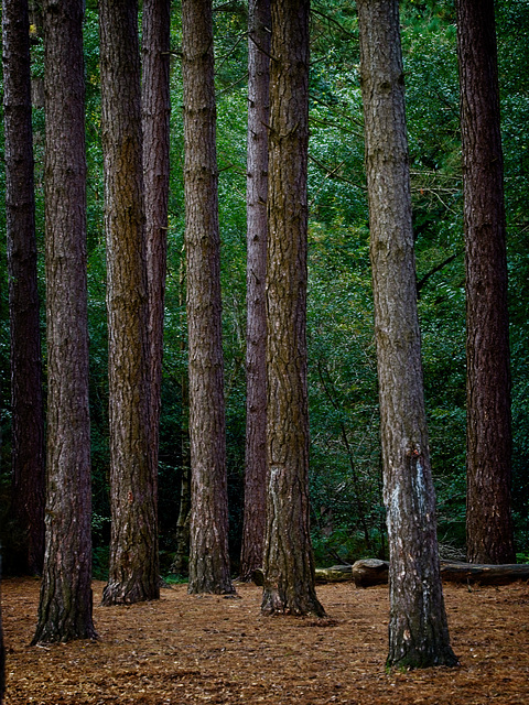 Sentinels of the Forest