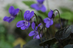 Duftveilchen (Viola odorata)...