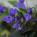 Duftveilchen (Viola odorata)...