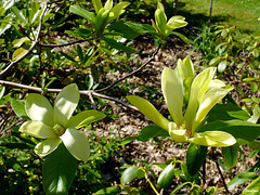 les magnolias de l'Arborétum des Grandes Bruyères