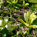 les magnolias de l'Arborétum des Grandes Bruyères
