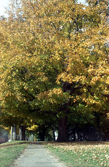 Fall Tree 2009