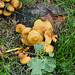 Pilze im Juni im Schlossgarten Geiboldehausen