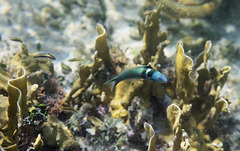 The 'impossible' wrasse