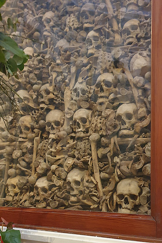 Skulls and Assorted Bones
