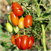 Mes petites tomates olivettes BIO.. du semi...jusqu'à la bouche