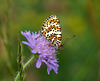 Ein stark gefährdeter Schmetterling - A highly endangered butterfly - PiP