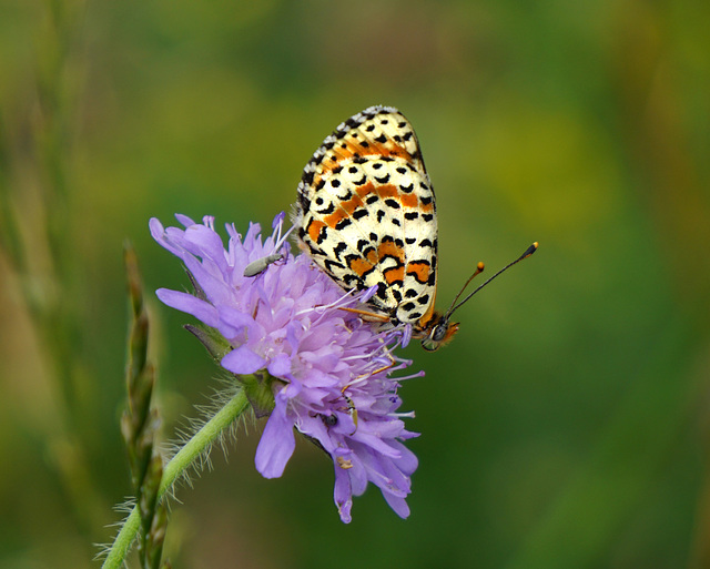 Ein stark gefährdeter Schmetterling - A highly endangered butterfly - PiP