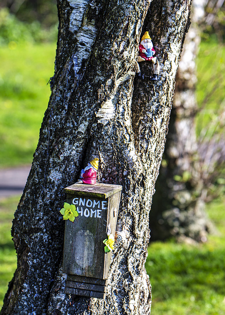 Gnome Home Tree