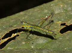 IMG 7231 Grasshopper