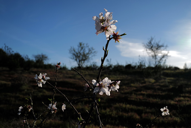 Prunus dulcis, Amêndoeira, last blossom