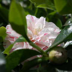 Camellia - Striving to be noticed