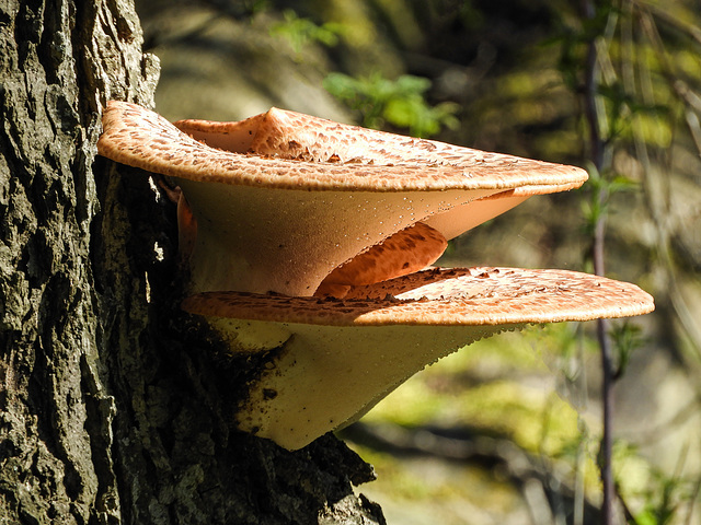 Fungi (Dryad's Saddle?), Pt Pelee, Ontario