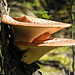 Fungi (Dryad's Saddle?), Pt Pelee, Ontario
