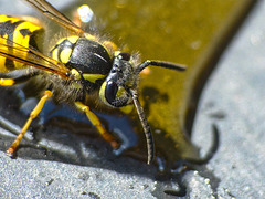 Wespe beim Honigschlecken