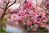 Flowering Cherry Trees...