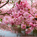 Flowering Cherry Trees...