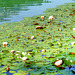 Water Lily field in the Alatsee... ©UdoSm