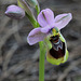 Ophrys tenthredinifera, Monte Gordo