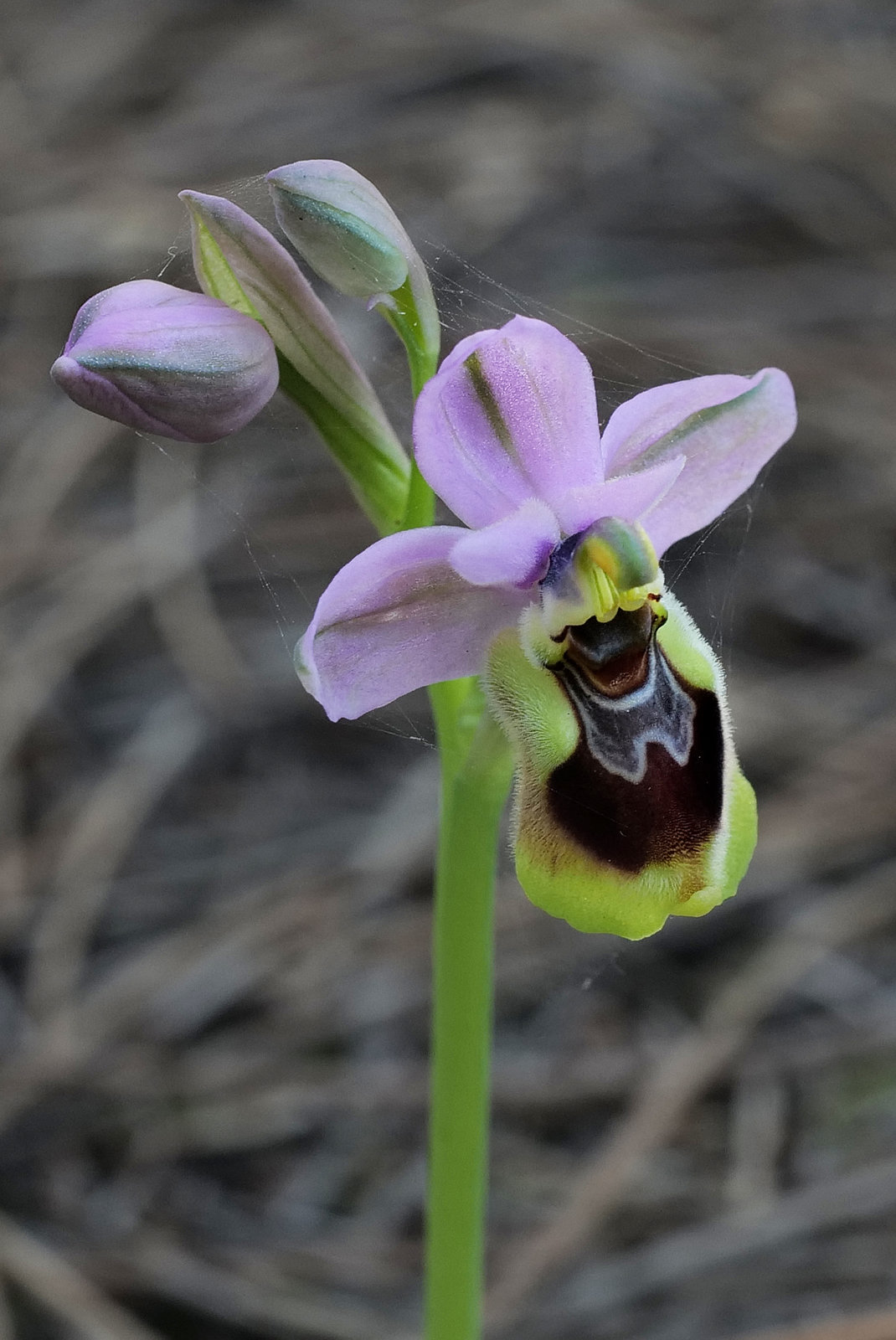 Ophrys tenthredinifera, Monte Gordo