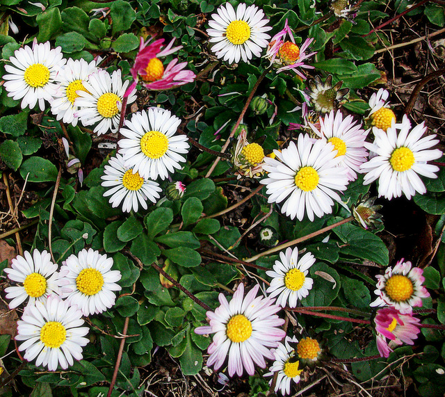 Spring carpet (detail)