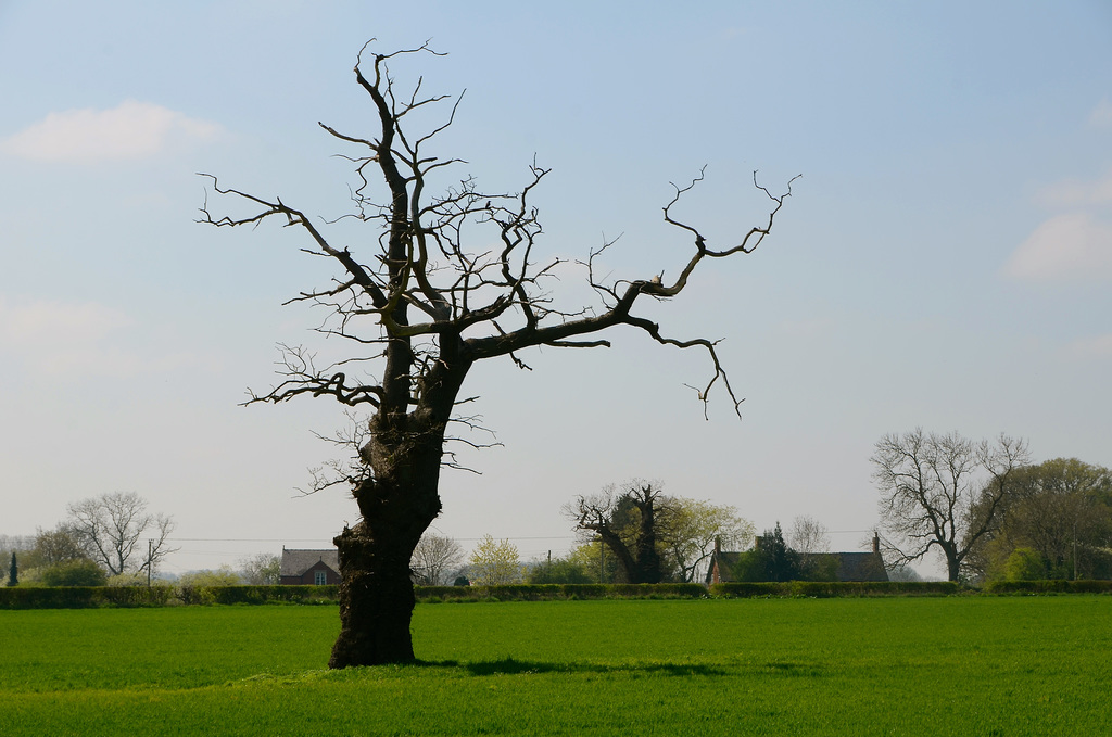 Lone tree, Church Eaton