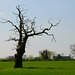 Lone tree, Church Eaton
