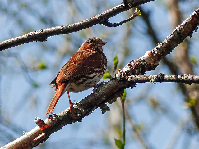 Fox Sparrow / Passerella iliaca, Tadoussac, Quebec