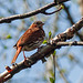 Fox Sparrow / Passerella iliaca, Tadoussac, Quebec