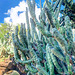 cactus garden - Kapiolani Community College