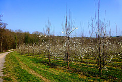 DE - Grafschaft - Obstbäume bei Lantershofen