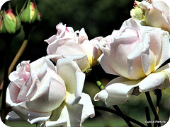 Group Of Roses