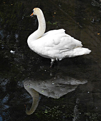 Swan reflected
