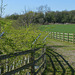 Staffordshire fence