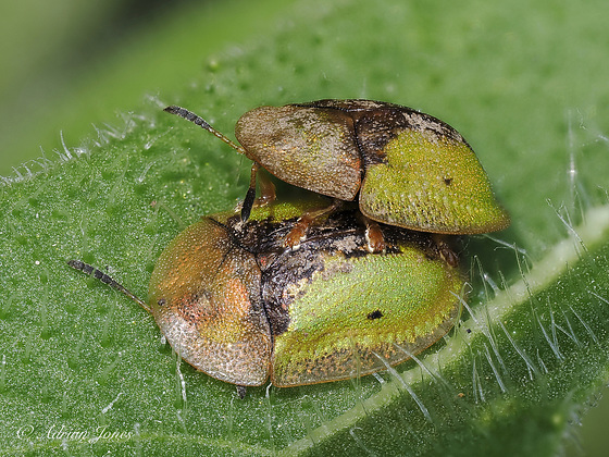 Tortoise Beetles (Cassida vibex)